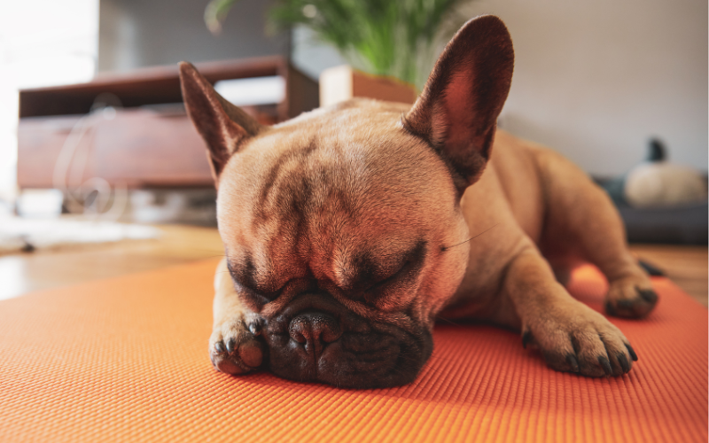 Image of a puppy sleeping on a yoga mat