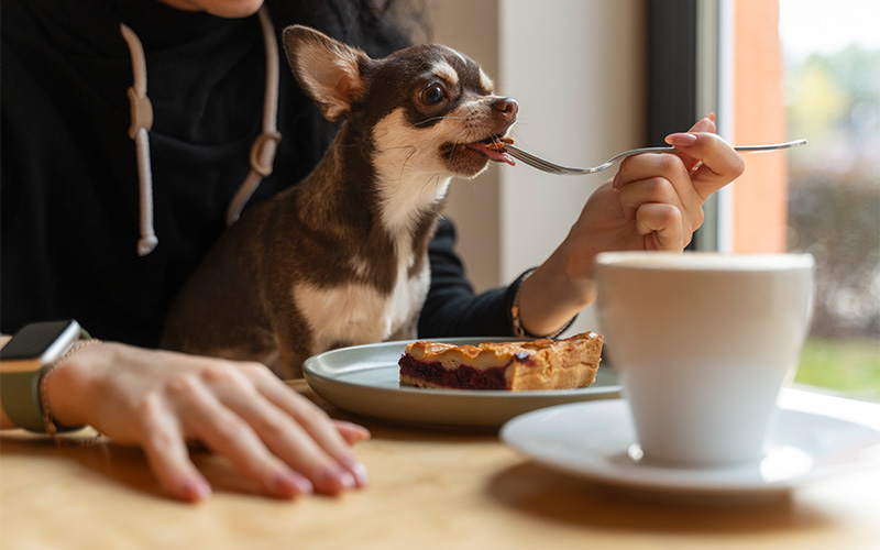 A stock photo of a dog enjoying a treat at a café.