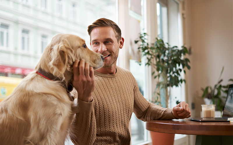 A stock photo of a dog lounging in a cafe playpen.