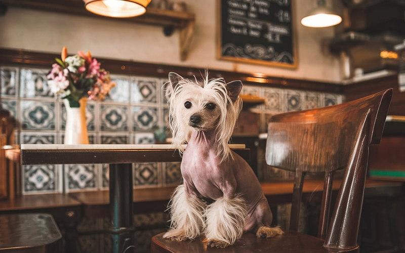An Etiquette Guide for Pet Owners Dining at Pet-Friendly Restaurants Pet inside a restaurant